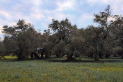 Repose Roda Apartment Corfu Olive 2