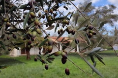 Repose Roda Apartment Corfu Olive